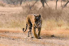 ranthombore ranthombore