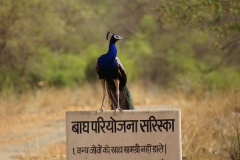 sariska sariska