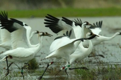 sultanpurbird-sanctury sultanpurbird-sanctury